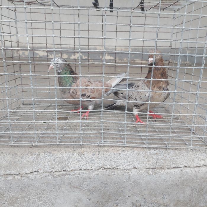 Кызыл челкар пара гатовый лет игра