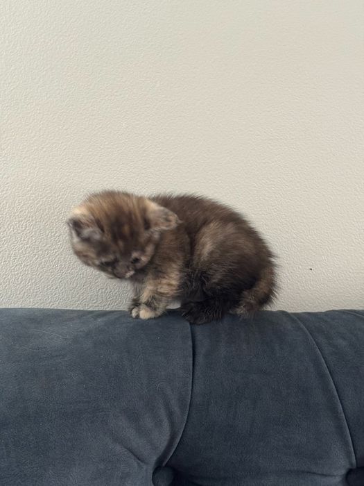 Котенок в добрые руки