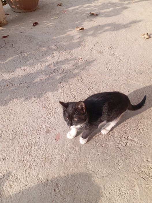 Мушук хадия килинади