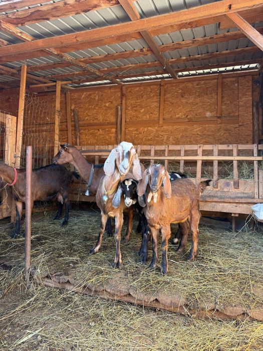Capra rasa Alpin Francez si Anglo-nubian