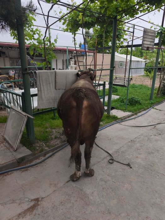 Продам быка сименталь