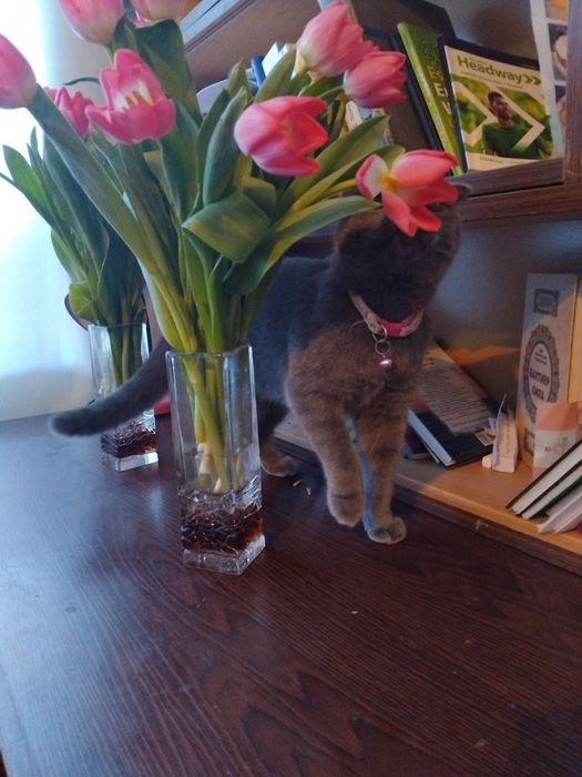 Britanskiy fold mushukcha