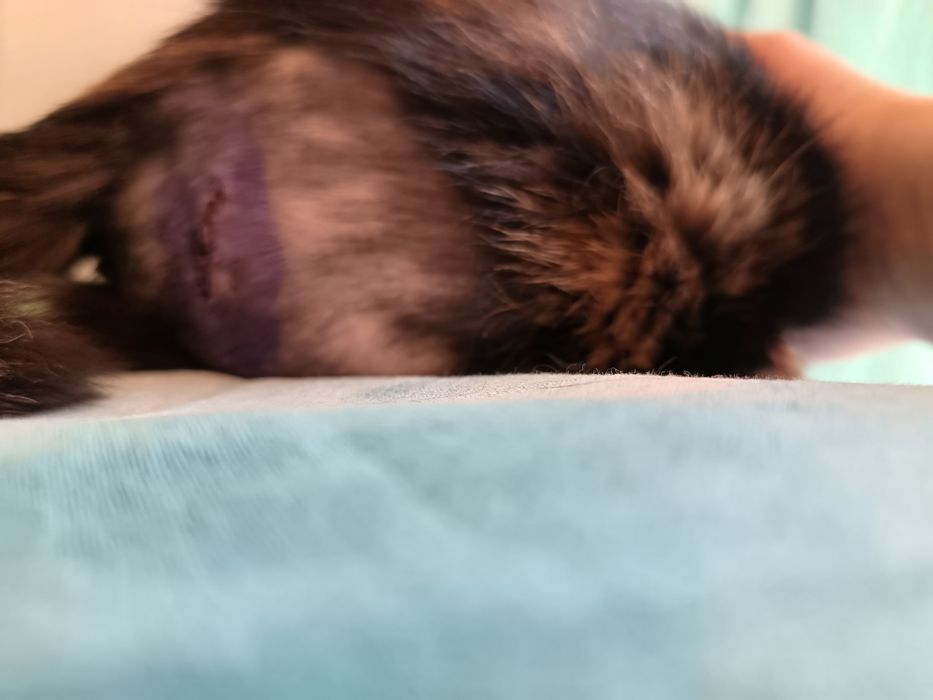 Отдам кошечку 4 месяца