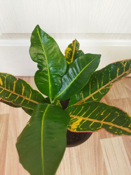 Комнатные цветы продам