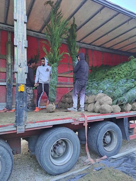 Plante Decorative de Exterior – Verzi pe Tot Parcursul Anului