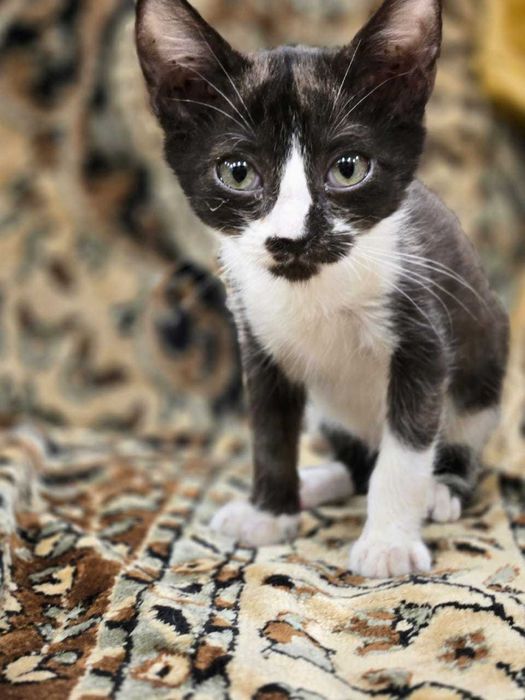 Ваш любимый питомец