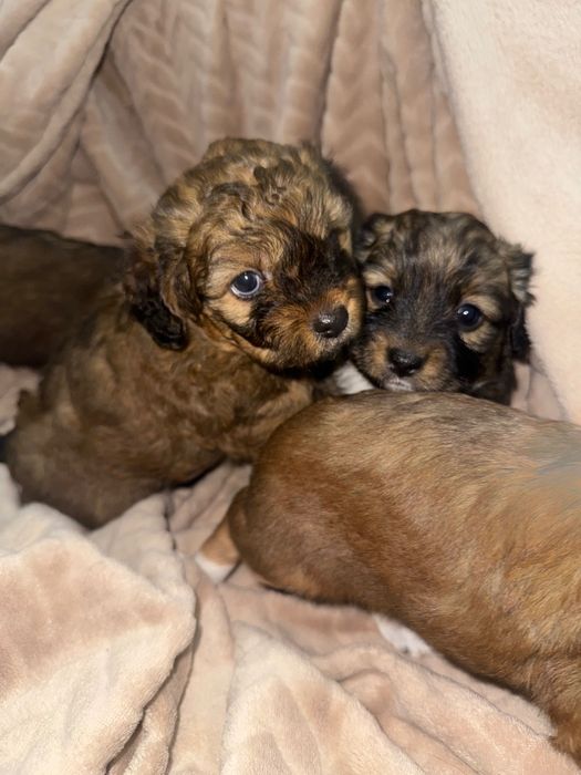 Puiuți pufoși și drăgălași