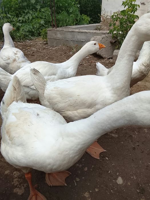Продам гусы Линда