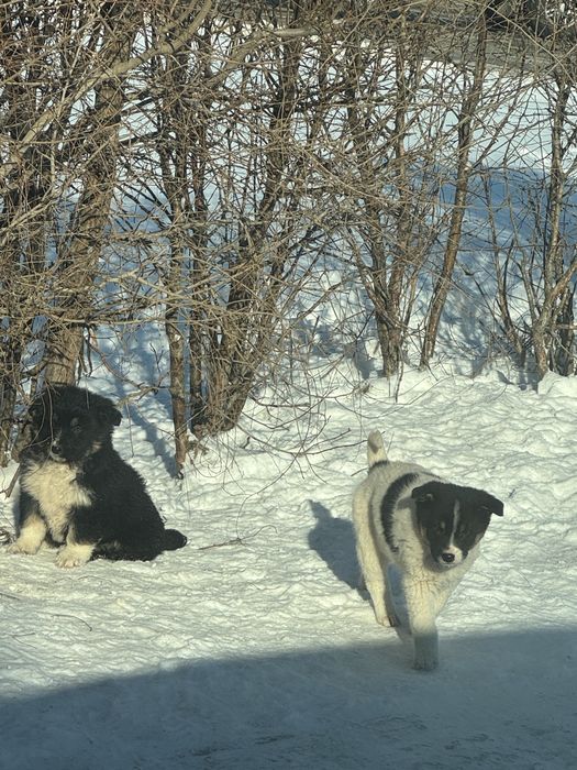 Щенки бесплатно