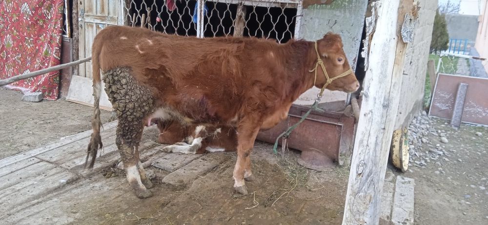 Бузаулы Тана сатылады.