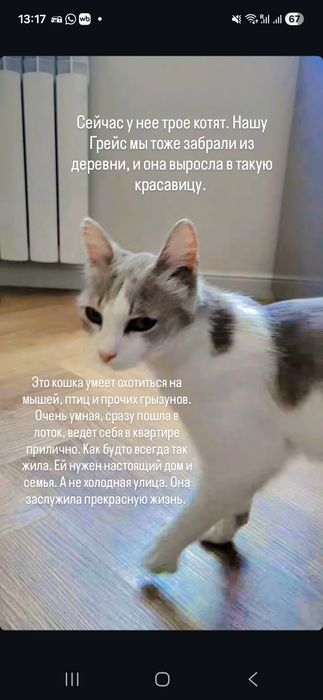 Кошка красавица в добрые руки