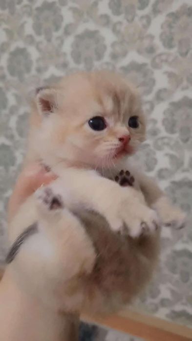 Сотилади тоза зотли мушукчала ишончли