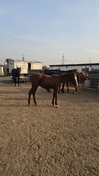 Продам жеребят полуторагодовалых