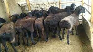 xisor quylari bilan toza gush