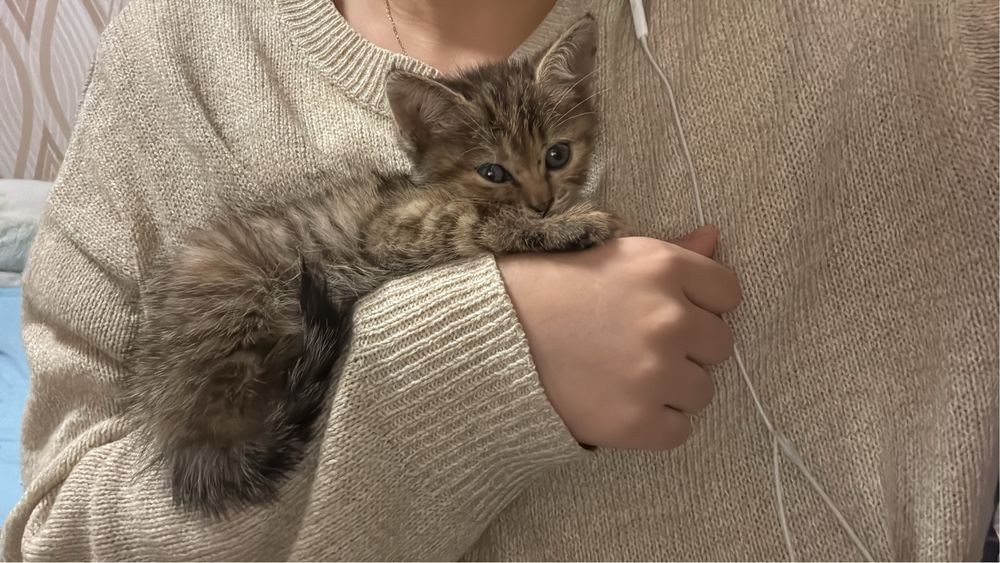 Котенок 2 месяца