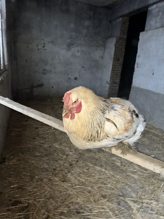 Brama tovuqlari va xo'roz sotiladi