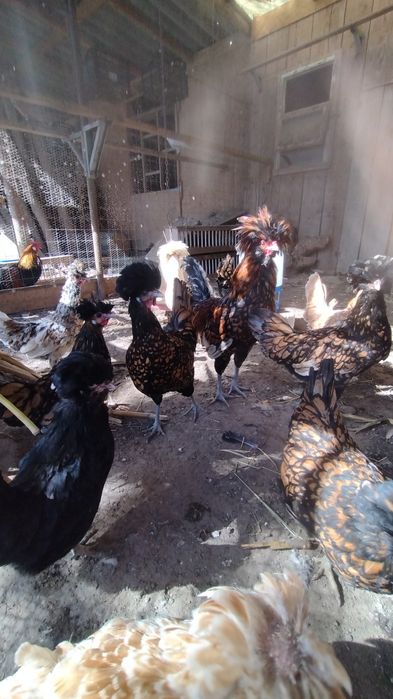 Găini și cocoși paduana