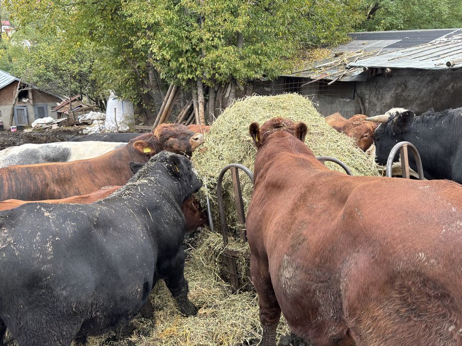 Tauri Angus si metis