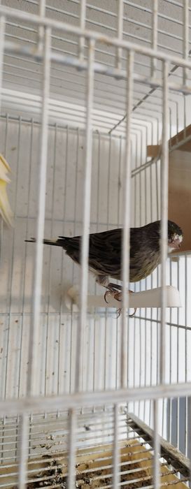 Schimb pereche canari cu turturele diamant