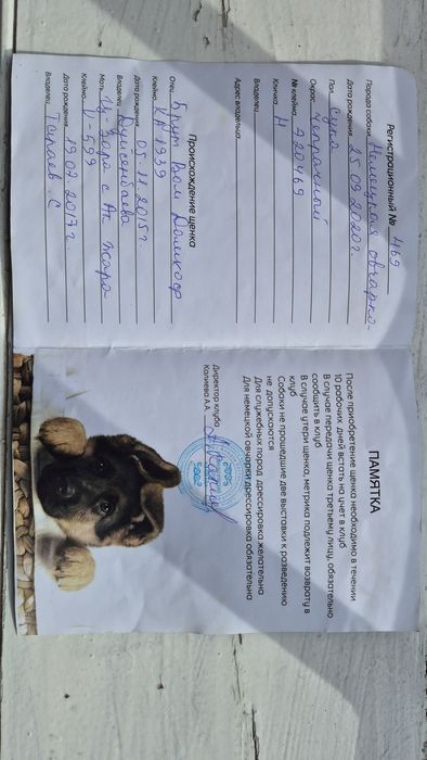 Немецкоя овчарка