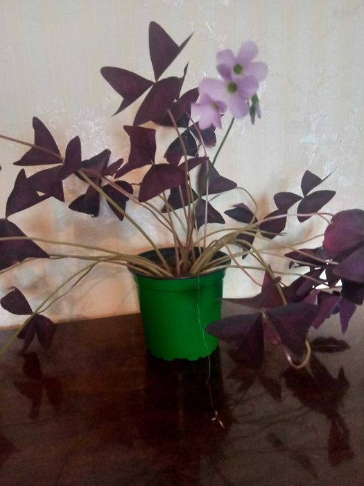 Бабочка  цветок  2000 тенге