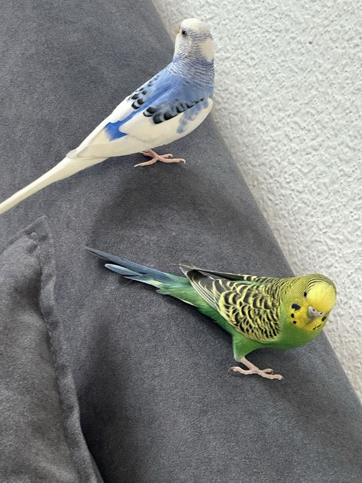 Попугай красивые.