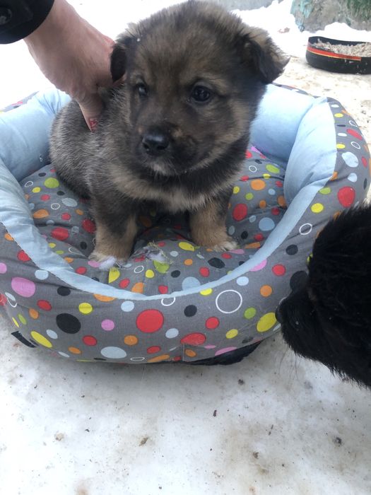 Любимые животные