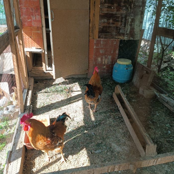 Продам 2 петуха