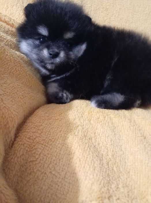 Продам щенка шпица