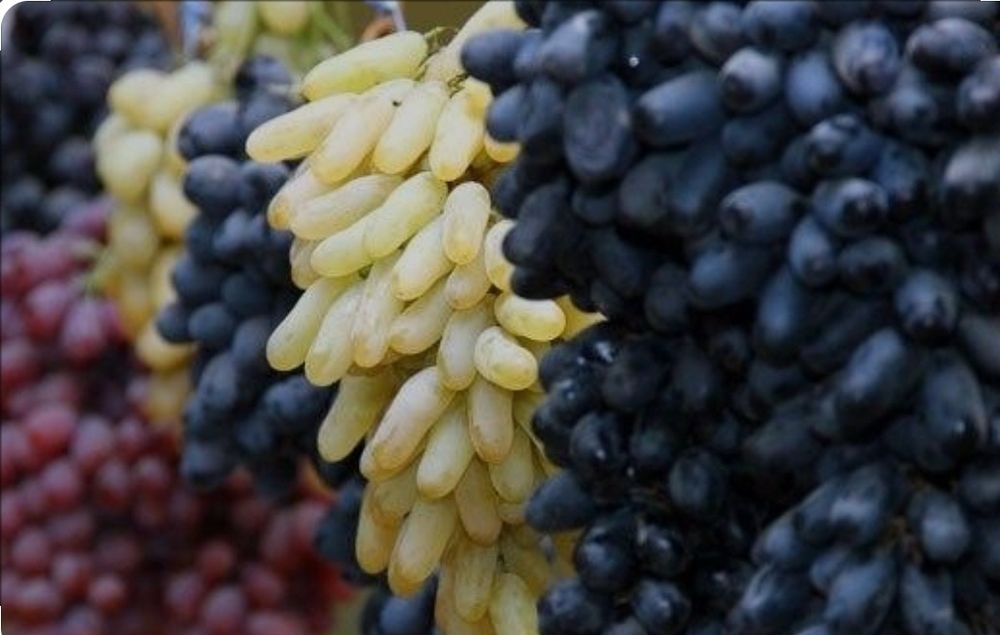 Майиз(гигант,к кишмиш) Лицензияланган экспорт боб, Фирмалар билан ишли