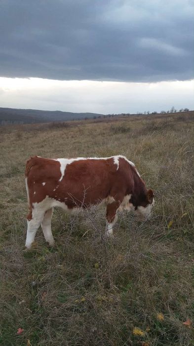 Tauras Angus sí baltat