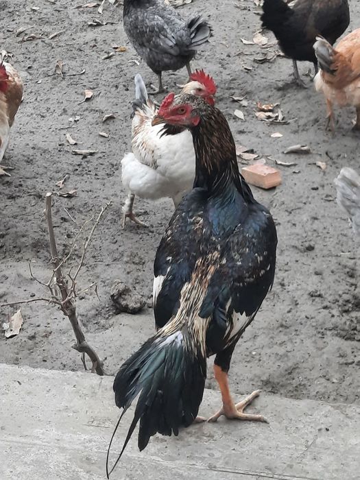 Dakan jo‘ja sotiladi