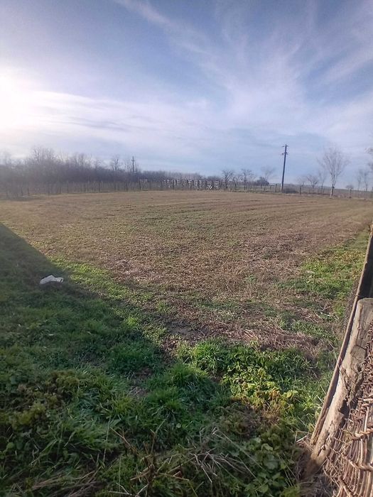 Teren intravilan în comuna Ileana-Călărași