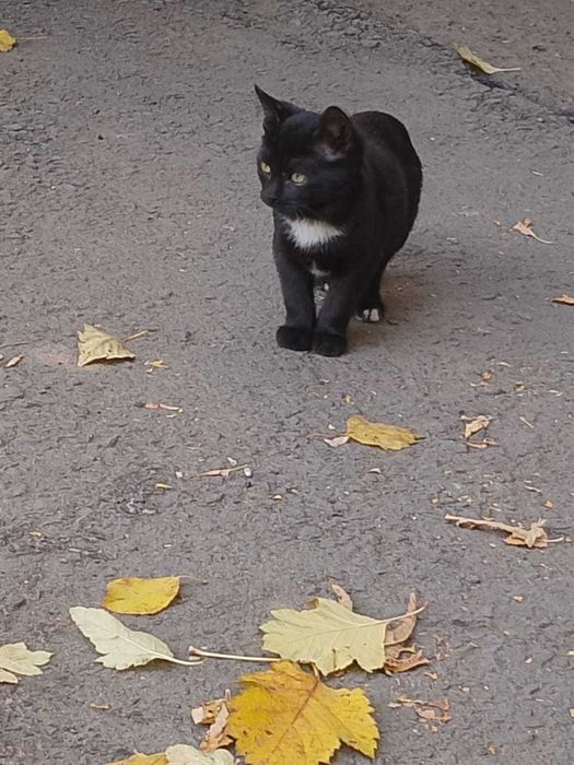 Отдам в добрые руки котенка