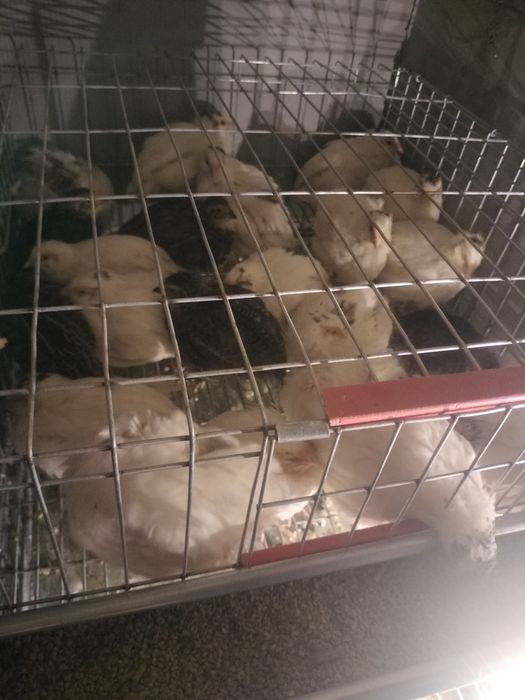 Vând  prepeliță ouătoare