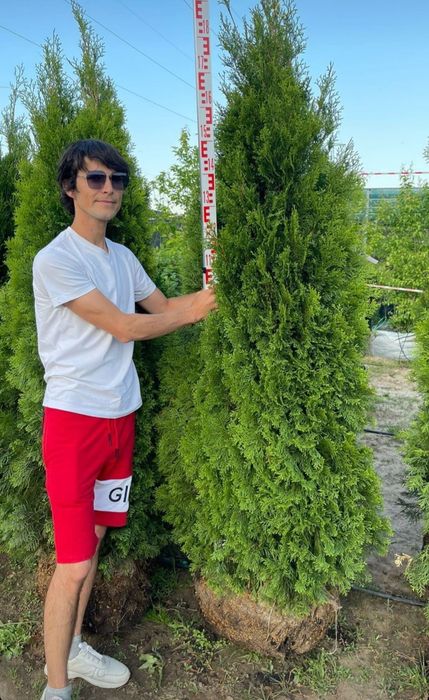 Ель газон саженцы