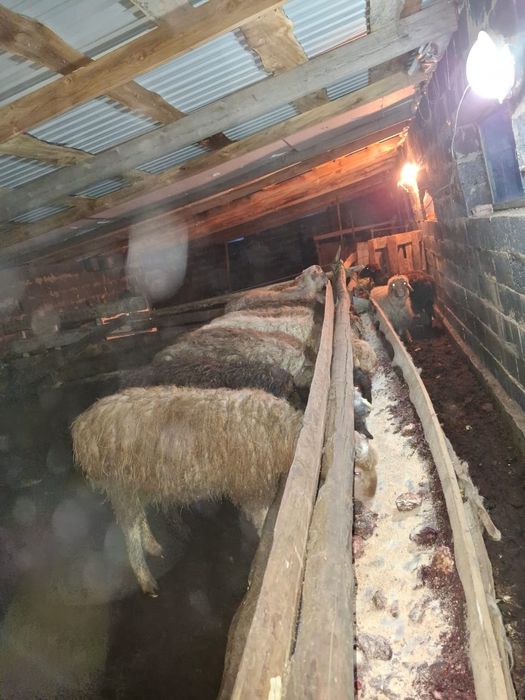 Тоқты, қозылы қойлар, сатылады