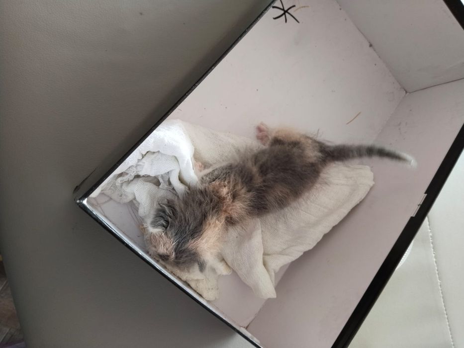 Котёнок в добрые руки