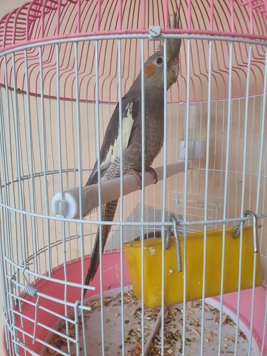 Корелла мода 180.000