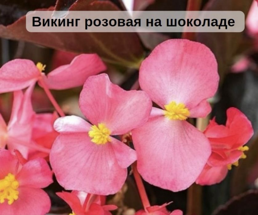 Вечноцветущие бегонии