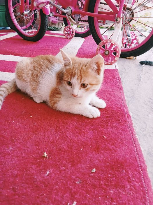 Кошки продаеться