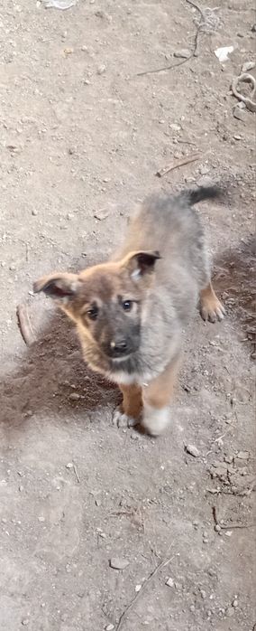 Отдам в хорошие руки