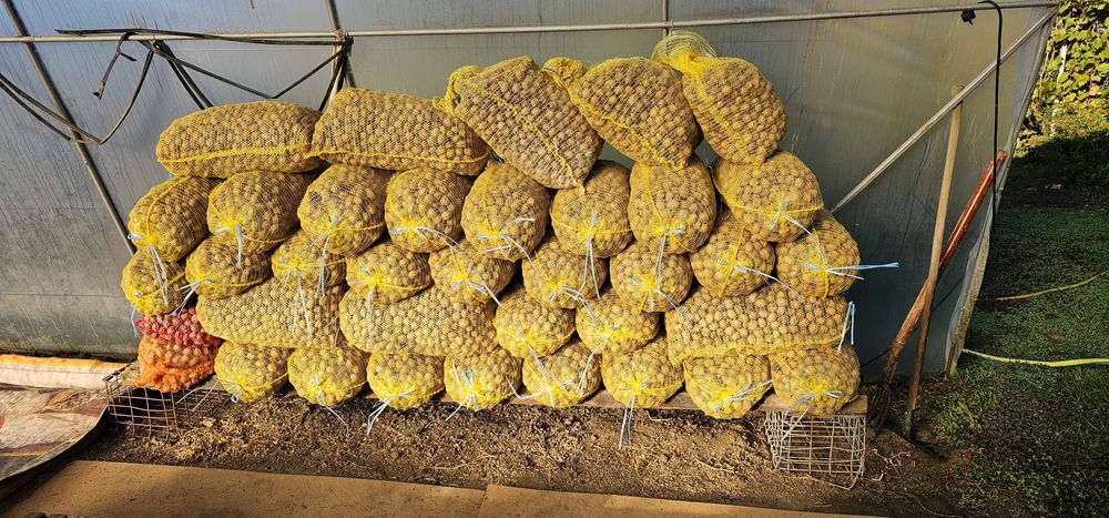 Орехи с черупка 2024 г. 3.00 лв/кг