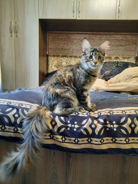 Продажа котят Мейн Кун