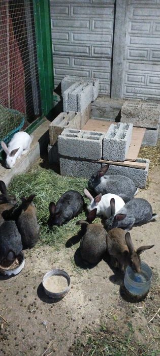 Продам кроликов молодых.