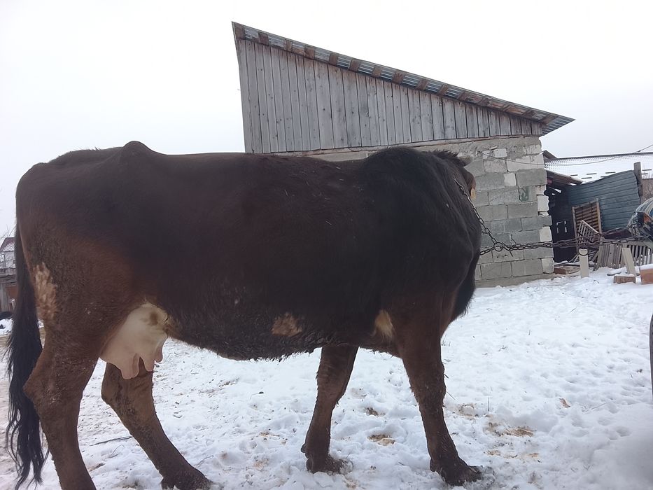 Vând vaca buna de lapte este fătată de 6 săptămâni