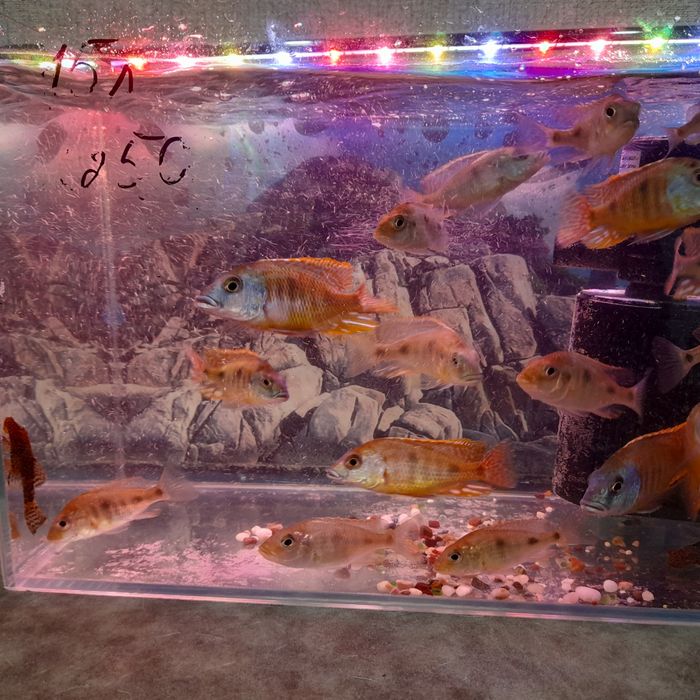 Продам рыбок Наннакара неоновая.