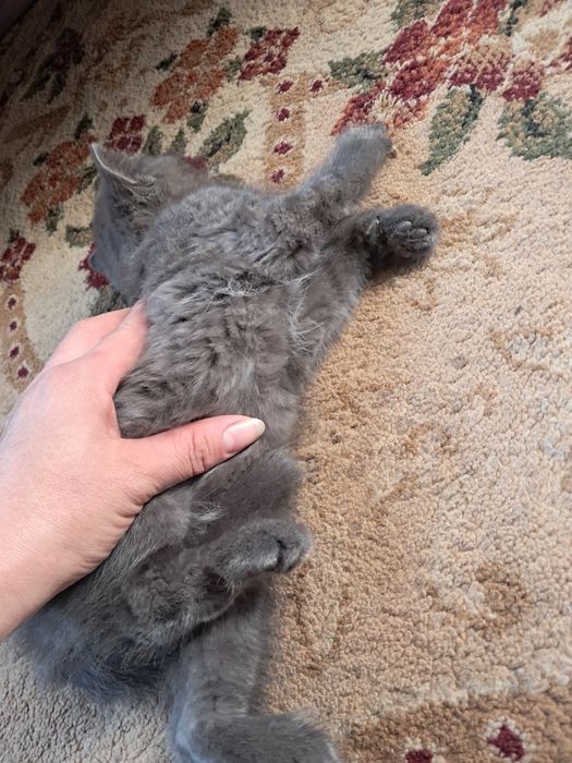 Котенок пепельный окрас, 2 мес.