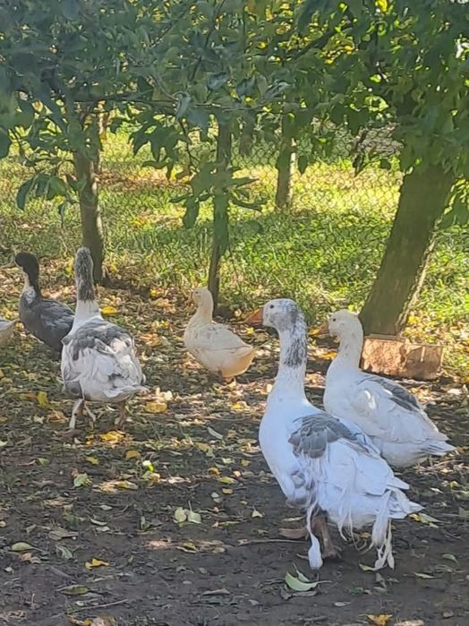 Vând gâscan (boboc din primăvară)