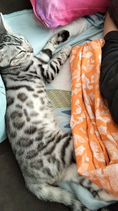 Котёнок Бенгал продается